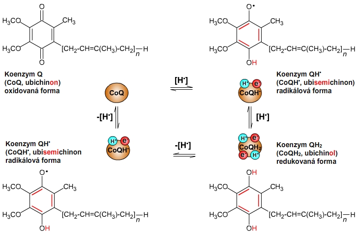 koenzym Q