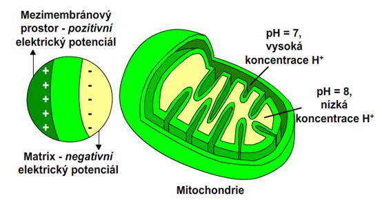 pH rozdíly a elektrický potenciál v mitochondrii