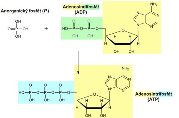 ATP adenosintrifosfát