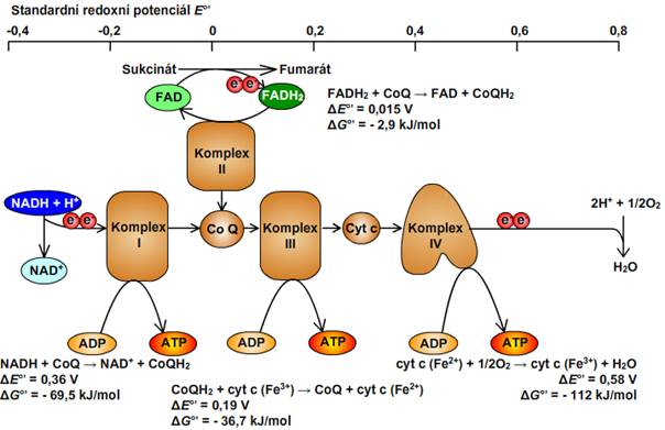 Dýchací řetězec Schéma redoxních potenciálů