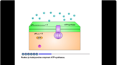Dýchací řetězec: ATP synthasa