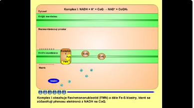 dýchací řetězec: komplex I