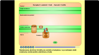 dýchací řetězec: komplex II