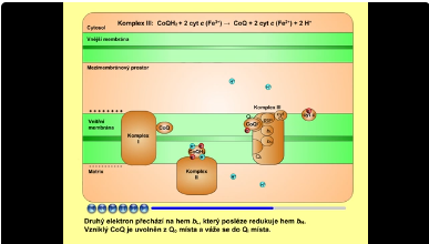 dýchací řetězec: komplex III