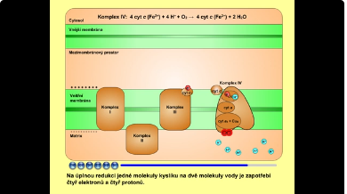 dýchací řetězec: komplex IV