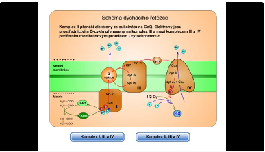 dýchací řetězec: komplex