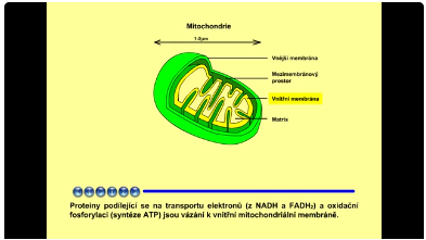 Dýchací řetězec: mitochondrie