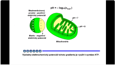 dýchací řetězec: pH