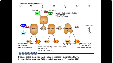 dýchací řetězec: redoxní potenciály