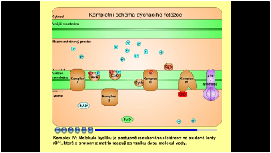 dýchací řetězec