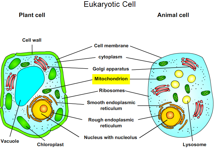 Eukaryotic Cell