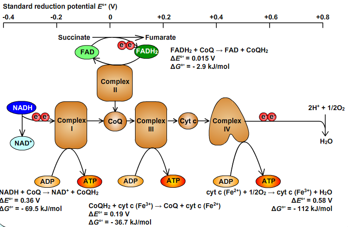 Scheme of Reduction Potencials electron transport chain