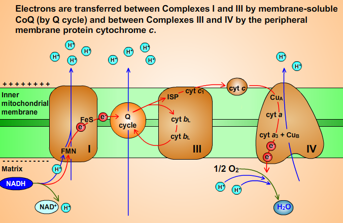Scheme of Electron Transport Chain