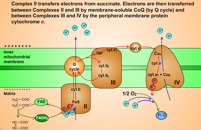 Scheme of Electron Transport Chain