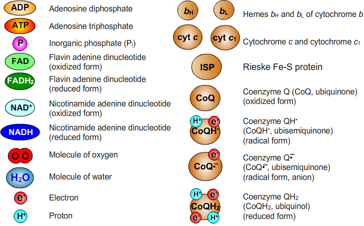 List of Abbreviations