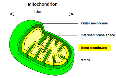 Composition of Mitochondria