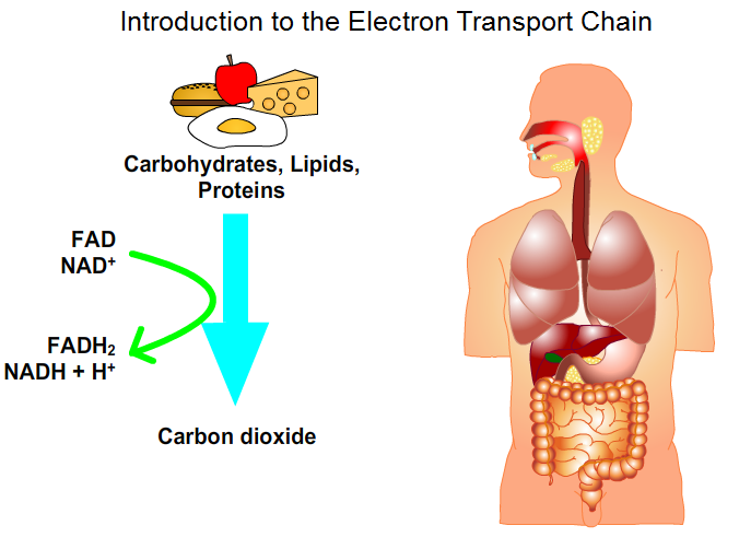 Introduction to Electron Transport Chain