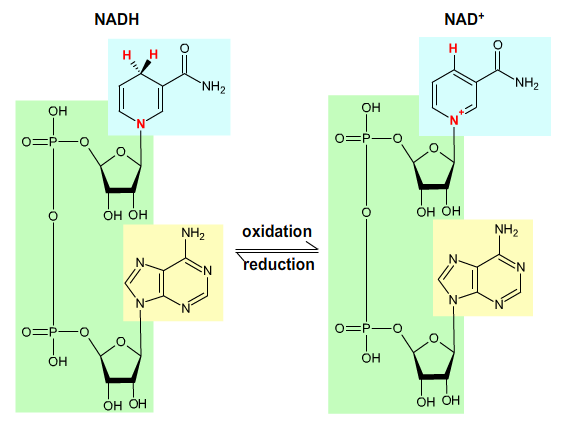 Nicotinamide adenine dinucleotide