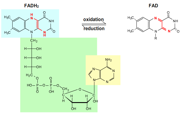 Flavin adenine dinucleotide