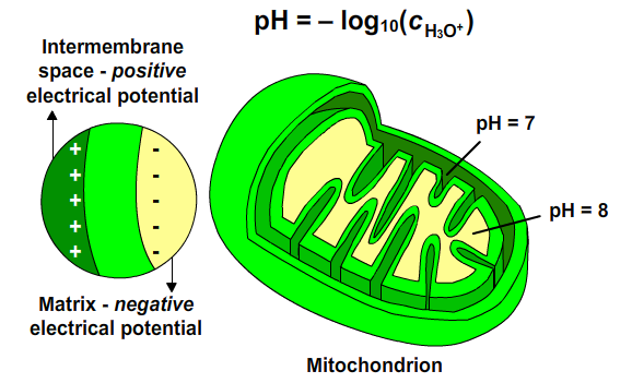 Oxidative Phosphorylation pH differences 