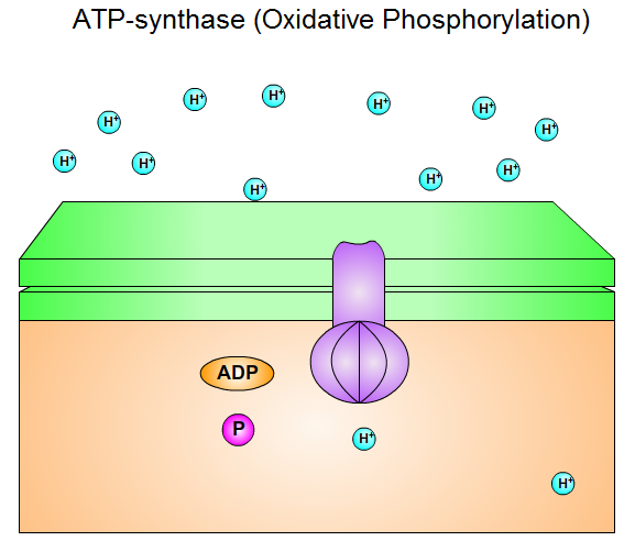 ATP-synthase (Oxidative Phosphorylation)