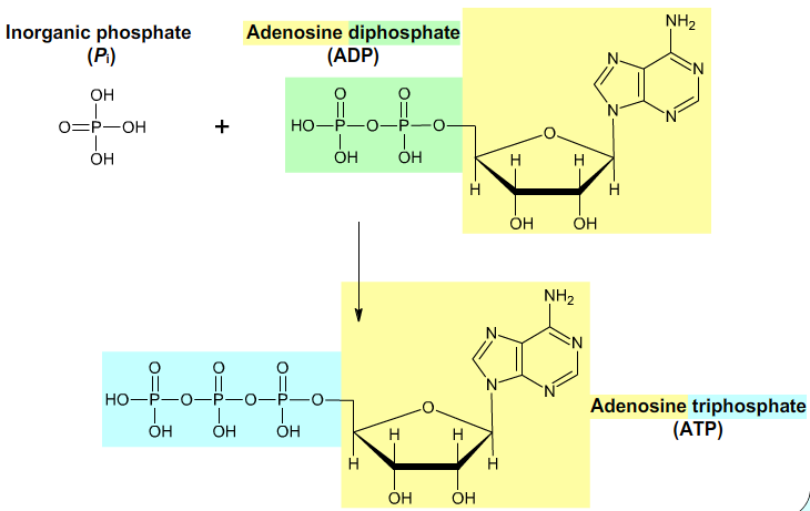 adenosintriphosphate