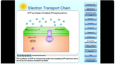 Electron transport chain