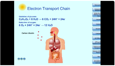 Electron transport chain