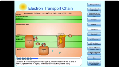 Electron transport chain