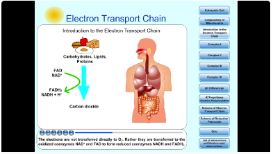 Electron transport chain