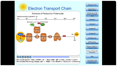 Electron transport chain