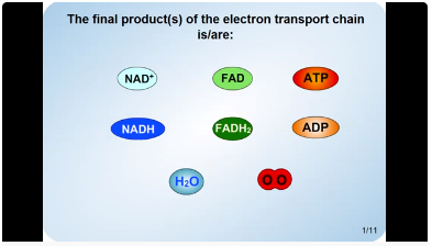 Electron transport chain