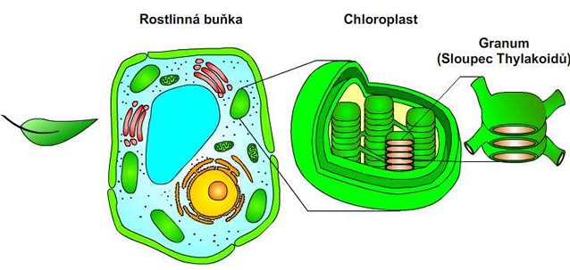 Lokalizace fotosyntetických dějů v buňce