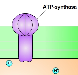 ATP-synthasa ATP syntáza