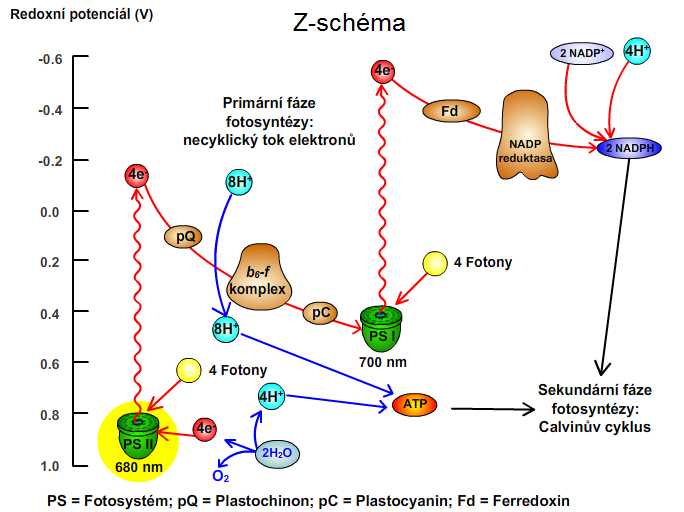 z-schema fotosyntézy