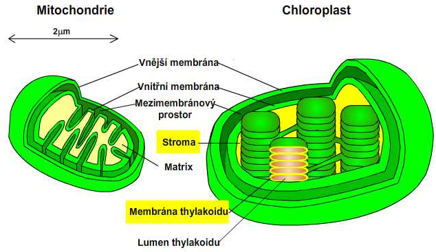 chloroplast