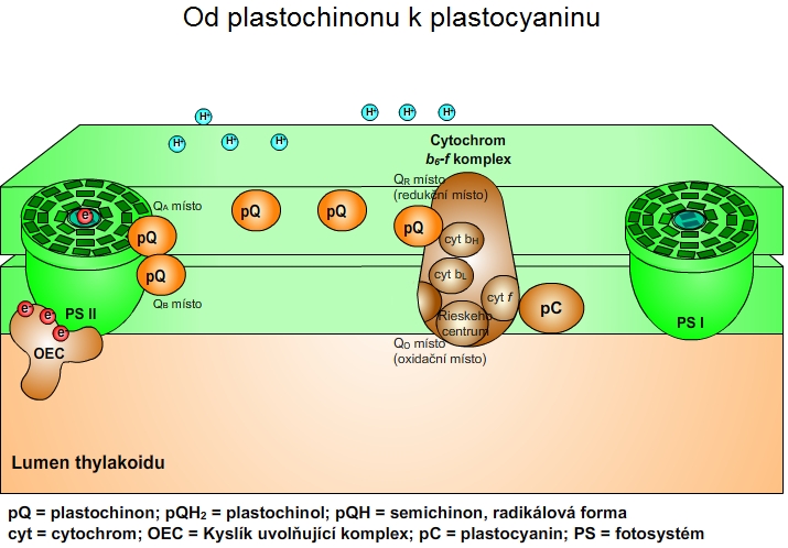 Od plastochinonu k plastocyaninu