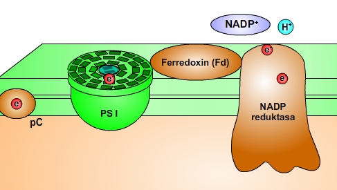 Fotosystem I a NADP-reduktasa