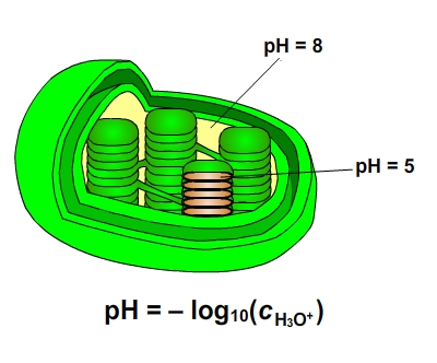 pH Differences photosynthesis