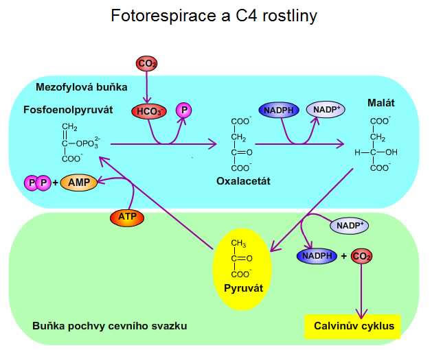 Fotorespirace a C4 rostliny