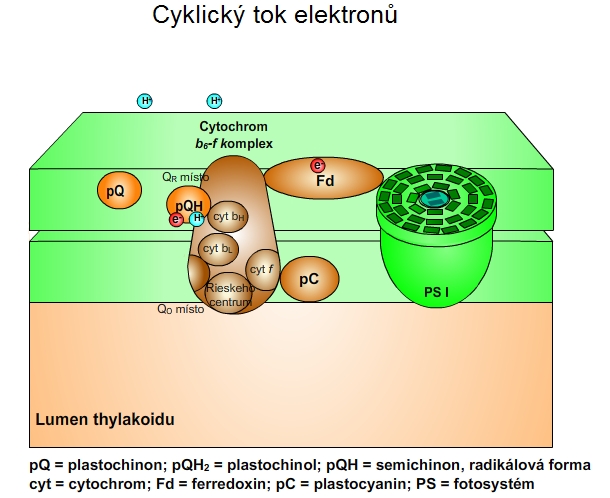 fotosyntéza: cyklický tok elektronů