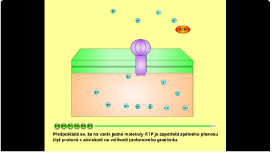 fotosyntéza: ATP synthasa