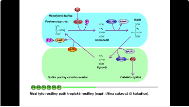 forosyntéza: C4 rostliny
