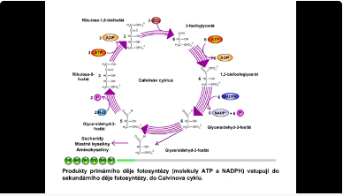 fotosyntéza: Calvinův cyklus
