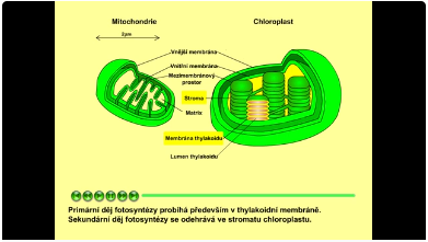 fotosyntéza: chloroplast