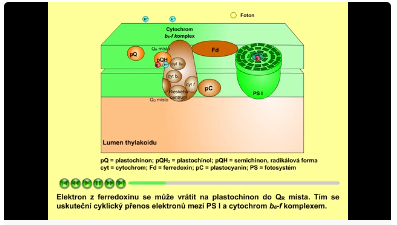 fotosyntéza: cyklický tok elektronů