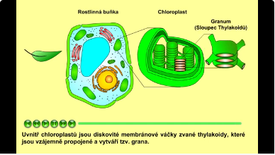 fotosyntéza: průžez listem