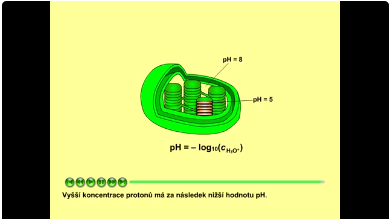 fotosyntéza: pH