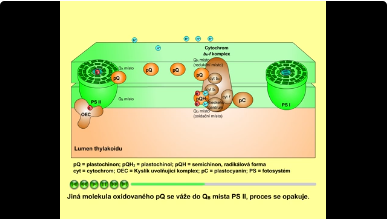 fotosyntéza: plastochinon, plastocyanin
