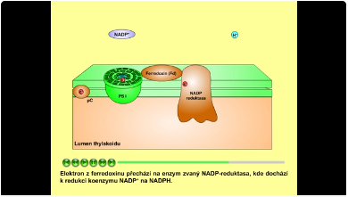 fotosyntéza: NADP reduktasa